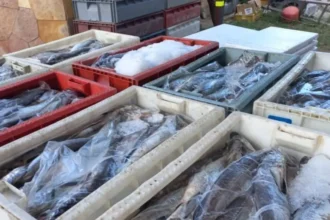 Incautan más de una tonelada de merluza austral en Temuco