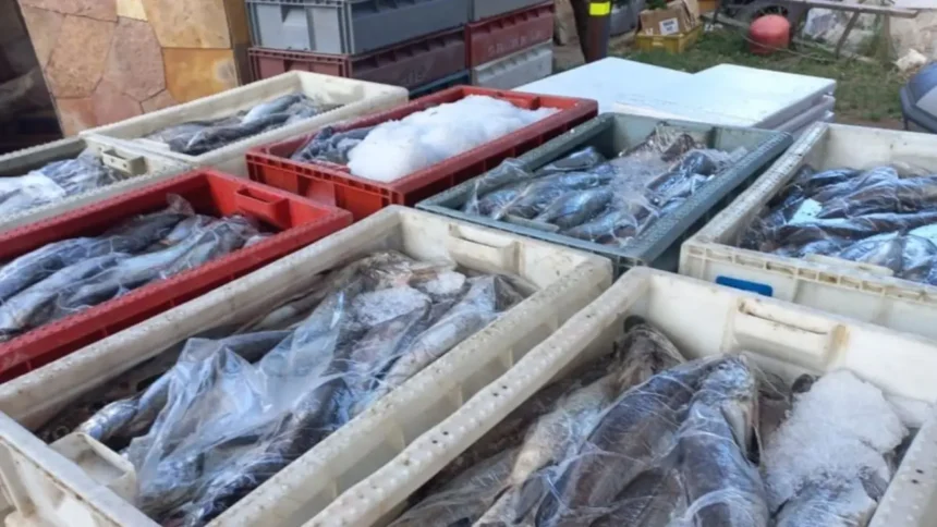 Incautan más de una tonelada de merluza austral en Temuco