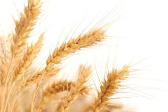 Guerra comercial de EEUU impacta producción de trigo en Chile