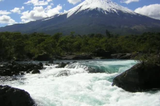 Crean protocolo para extracción de murtas en Parque Nacional Vicente Pérez Rosales