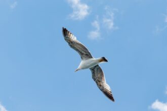 Control de aves en el Aeropuerto de Santiago: estrategia con aves rapaces