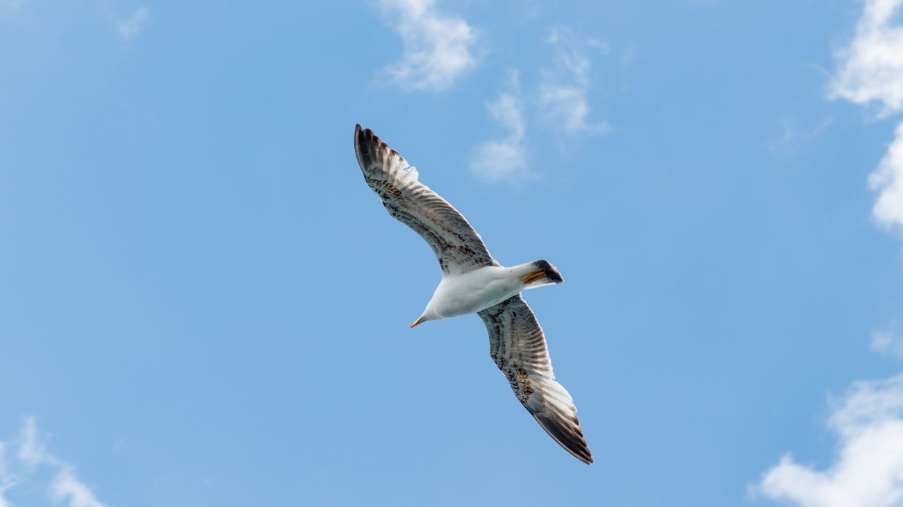 Control de aves en el Aeropuerto de Santiago: estrategia con aves rapaces Control de aves en el Aeropuerto de Santiago: estrategia con aves rapaces