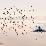 Suspensiones de vuelos por aves migratorias en Aeropuerto de Santiago