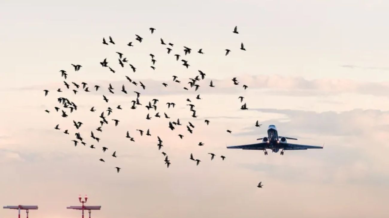 Suspensiones de vuelos por aves migratorias en Aeropuerto de Santiago Suspensiones de vuelos por aves migratorias en Aeropuerto de Santiago