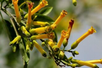 Tragedia en Chile: hombre chino muere tras consumir planta tóxica