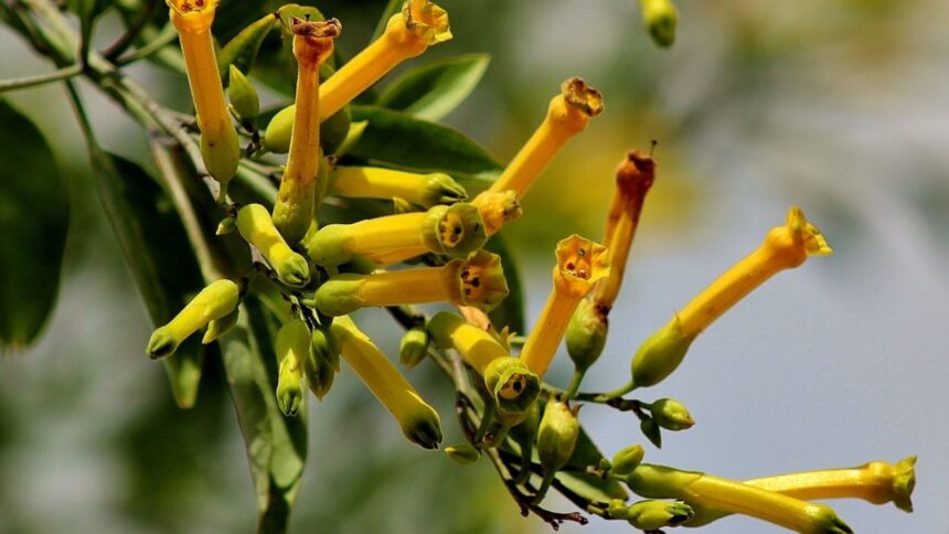 Tragedia en Chile: hombre chino muere tras consumir planta tóxica