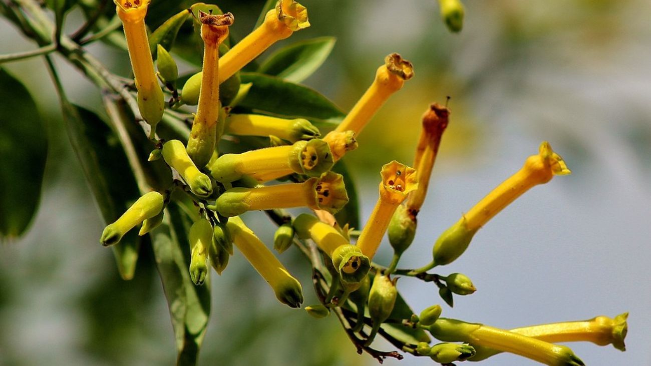 Tragedia en Chile: hombre chino muere tras consumir planta tóxica Tragedia en Chile: hombre chino muere tras consumir planta tóxica