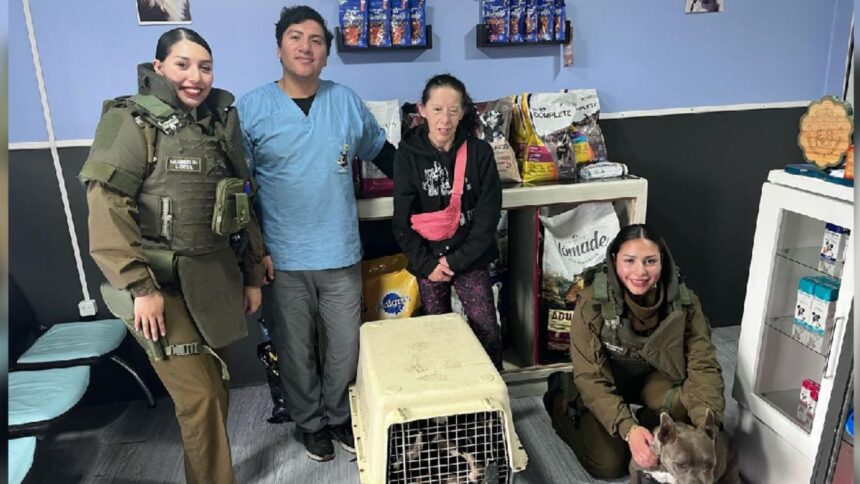 Rescatan catorce perros maltratados en Puerto Montt: dueña detenida