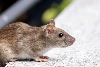 Investigan nuevo caso de virus Hanta en manipuladora de alimentos en Máfil