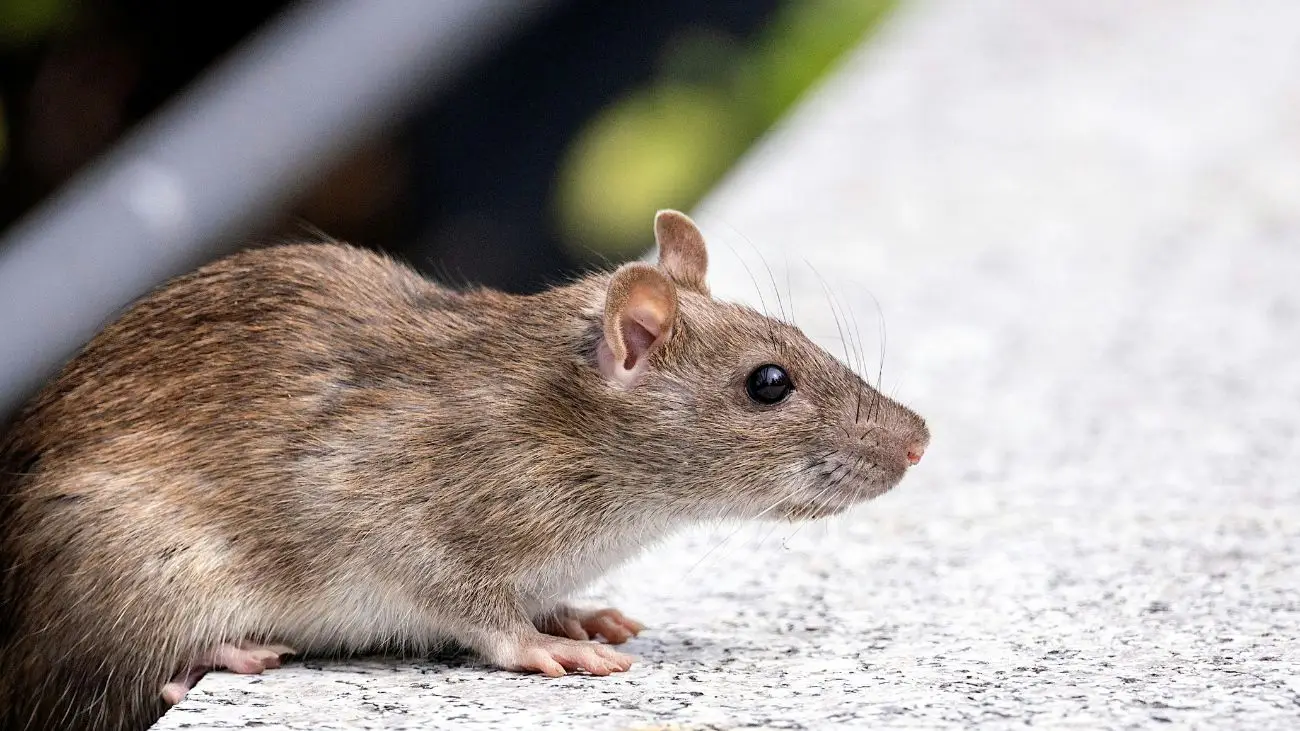 Investigan nuevo caso de virus Hanta en manipuladora de alimentos en Máfil