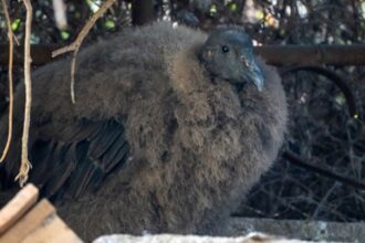 Nace un cóndor en peligro extinción en el Zoológico de Quilpué