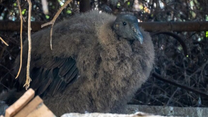 Nace un cóndor en peligro extinción en el Zoológico de Quilpué
