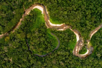 Alarmante deforestación en la Amazonía: amenaza para la biodiversidad global