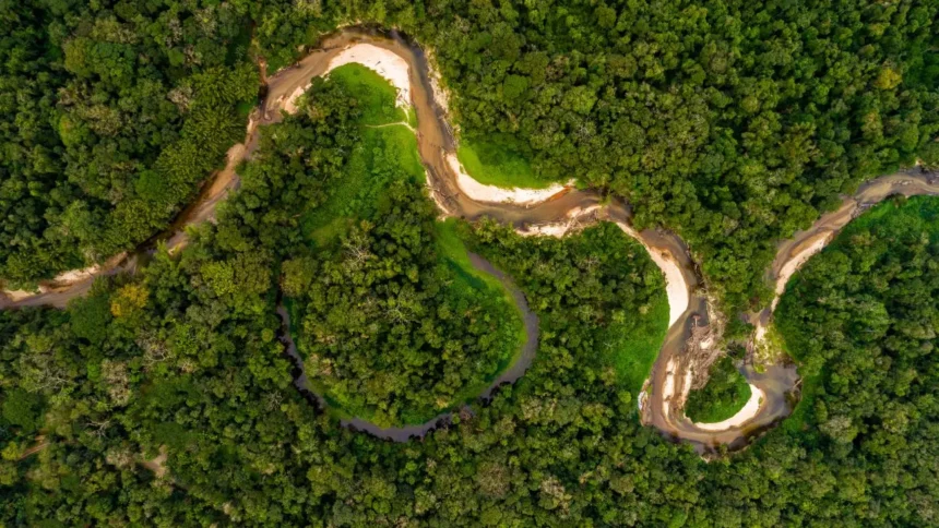 Alarmante deforestación en la Amazonía: amenaza para la biodiversidad global