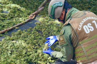 Descubren plantación ilegal de marihuana con 55 kilos incautados