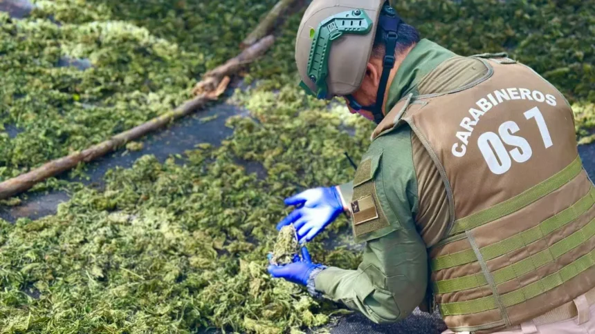 Descubren plantación ilegal de marihuana con 55 kilos incautados