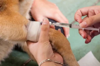 Denuncian a hombre por ejercicio ilegal de veterinario en Santiago