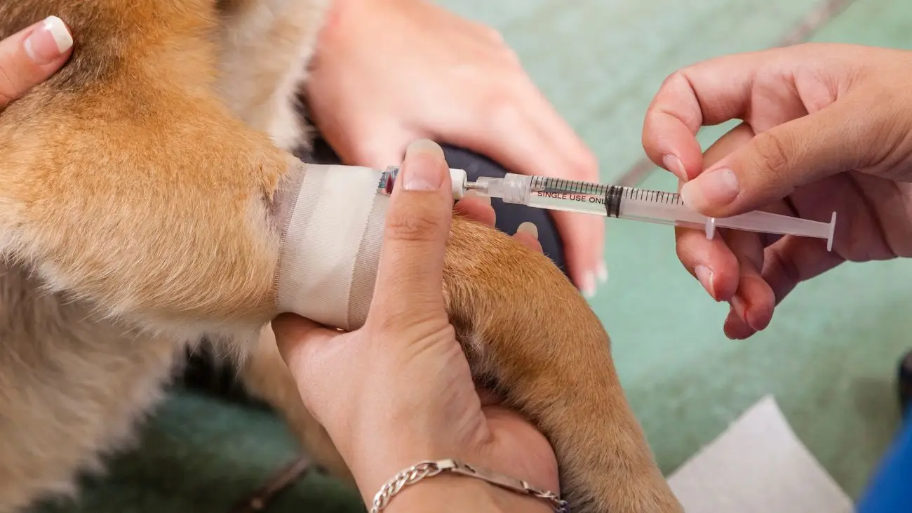 Denuncian a hombre por ejercicio ilegal de veterinario en Santiago Denuncian a hombre por ejercicio ilegal de veterinario en Santiago