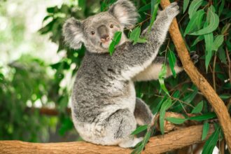 Controversia por sacrificio de 700 koalas en Australia: debate ético