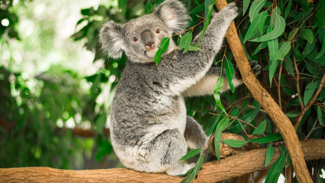 Controversia por sacrificio de 700 koalas en Australia: debate ético