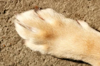 Brutal ataque con escopeta a perro en Puyehue causa conmoción