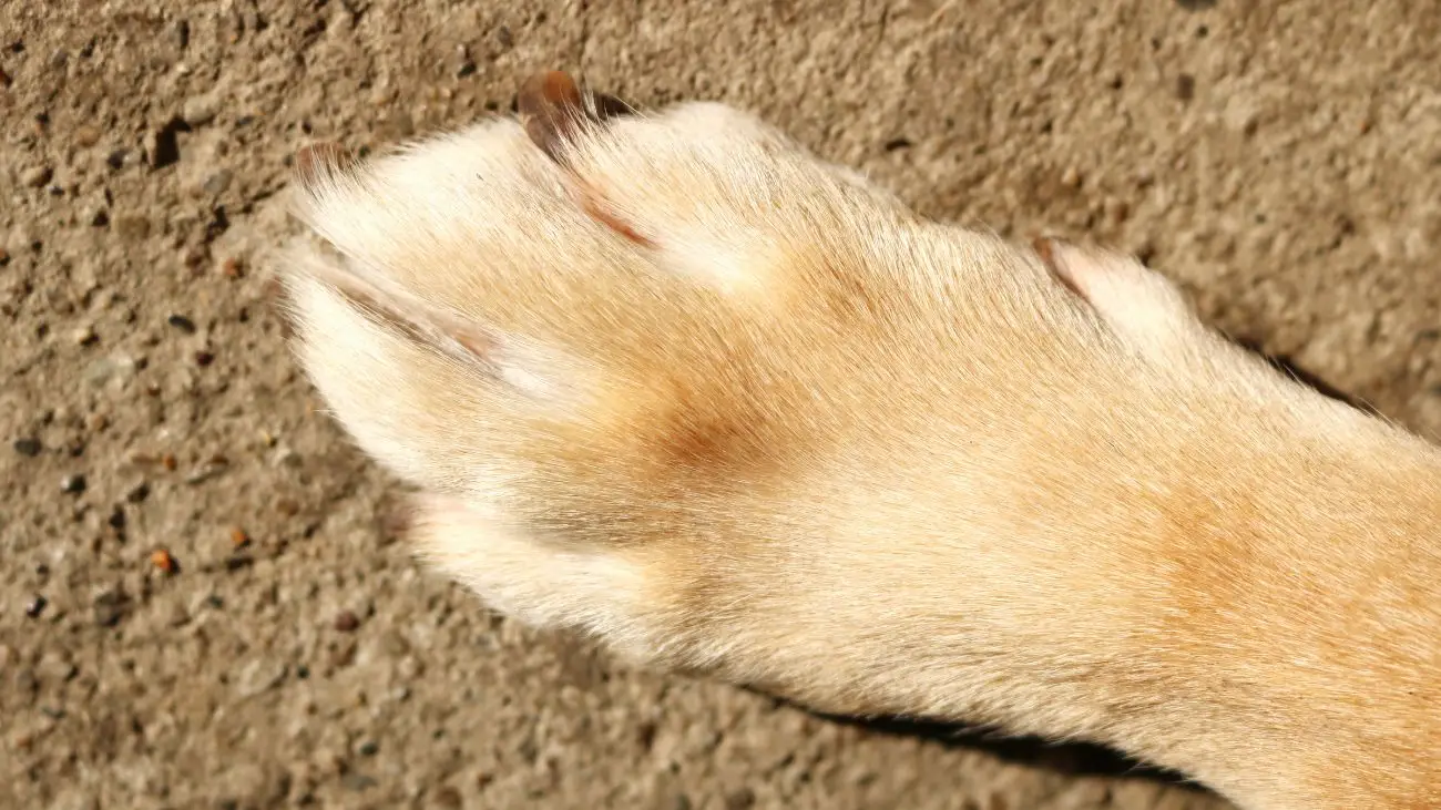Brutal ataque con escopeta a perro en Puyehue causa conmoción