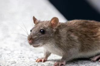 Denuncian plaga de ratones en Escuela Oriente de Quellón: Diputado pide acción