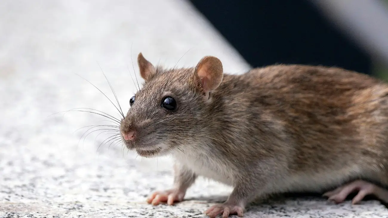 Denuncian plaga de ratones en Escuela Oriente de Quellón: Diputado pide acción