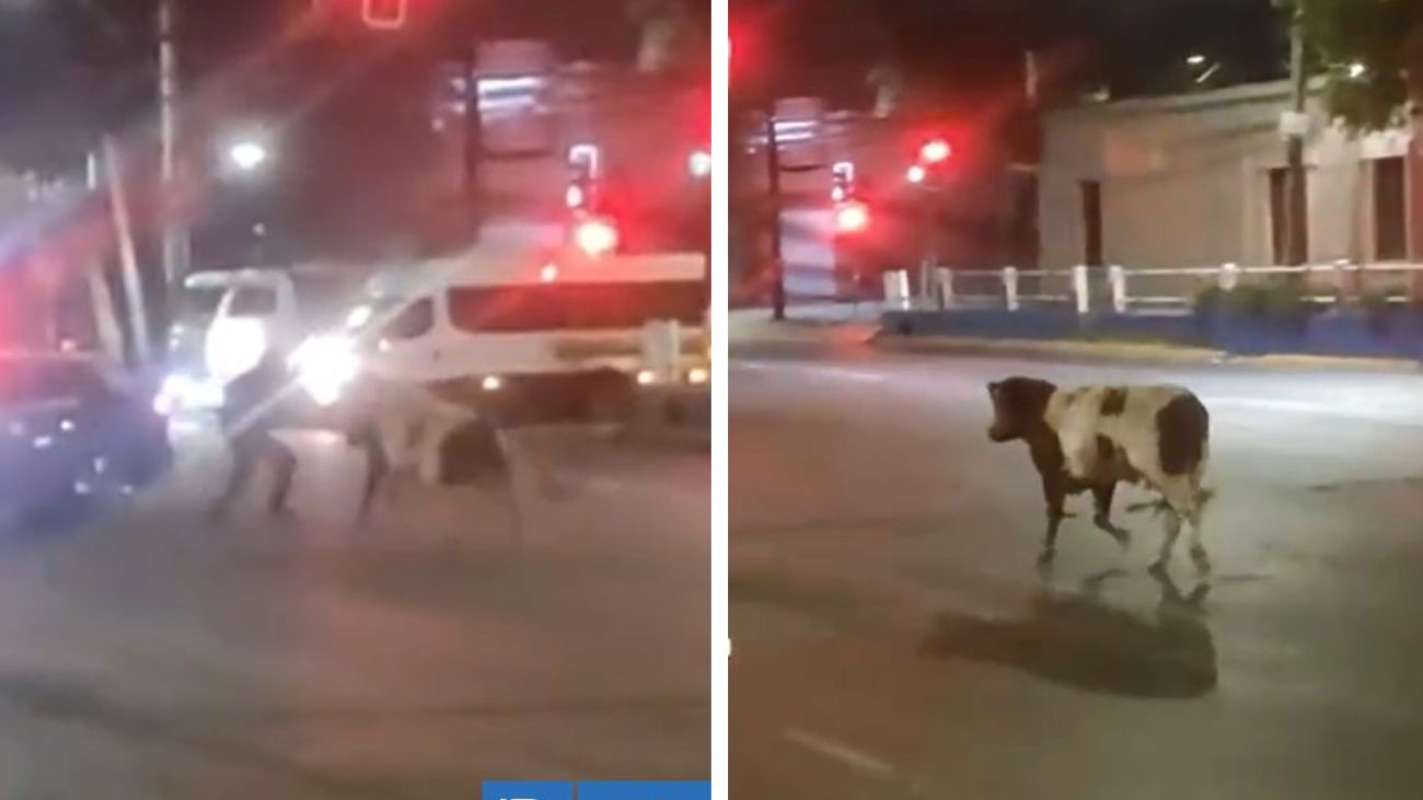 Funcionario de Carabineros herido tras ser embestido por una vaca Funcionario de Carabineros herido tras ser embestido por una vaca