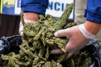 Mafia china condenada a 45 años por cultivo de marihuana