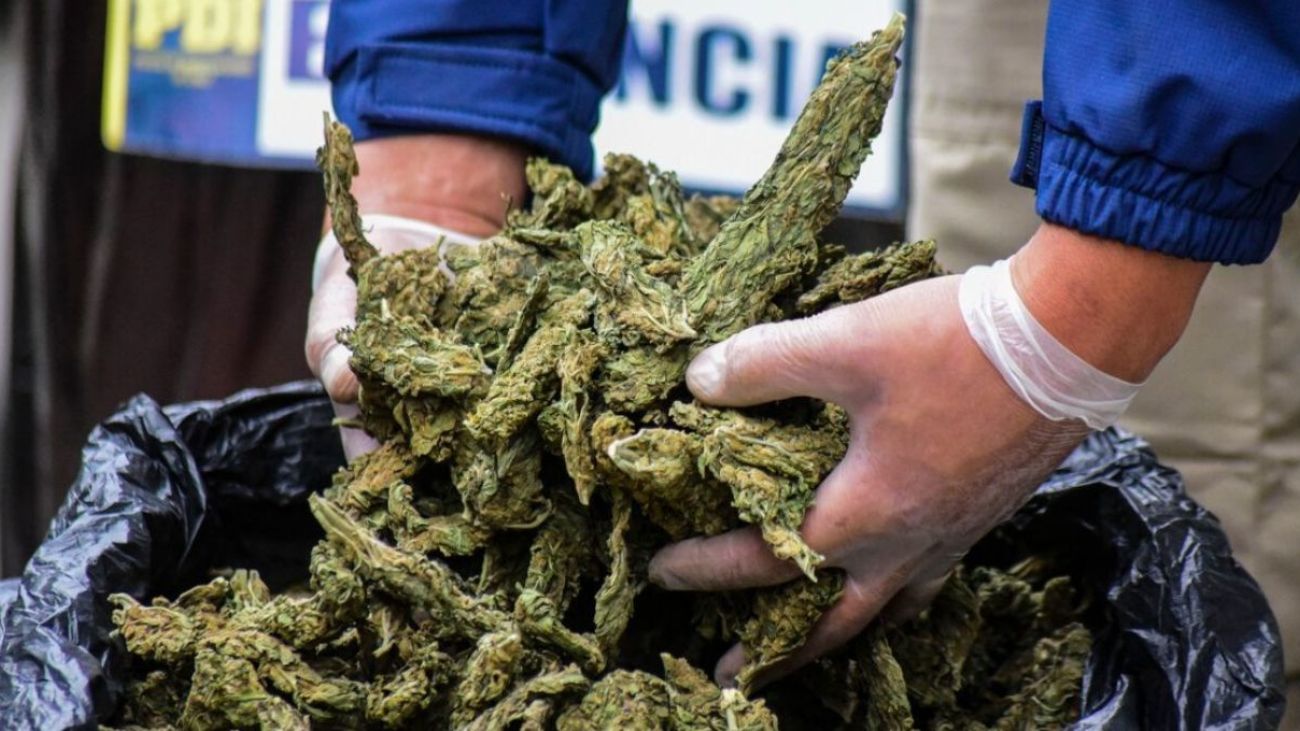 Mafia china condenada a 45 años por cultivo de marihuana Mafia china condenada a 45 años por cultivo de marihuana