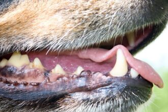 Ataque de perros en Angol: adulto mayor gravemente herido