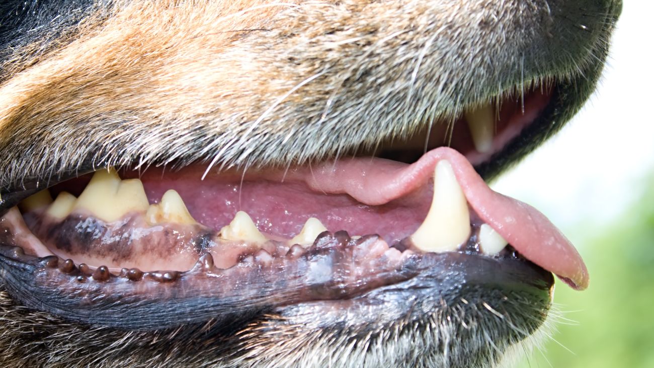 Ataque de perros en Angol: adulto mayor gravemente herido