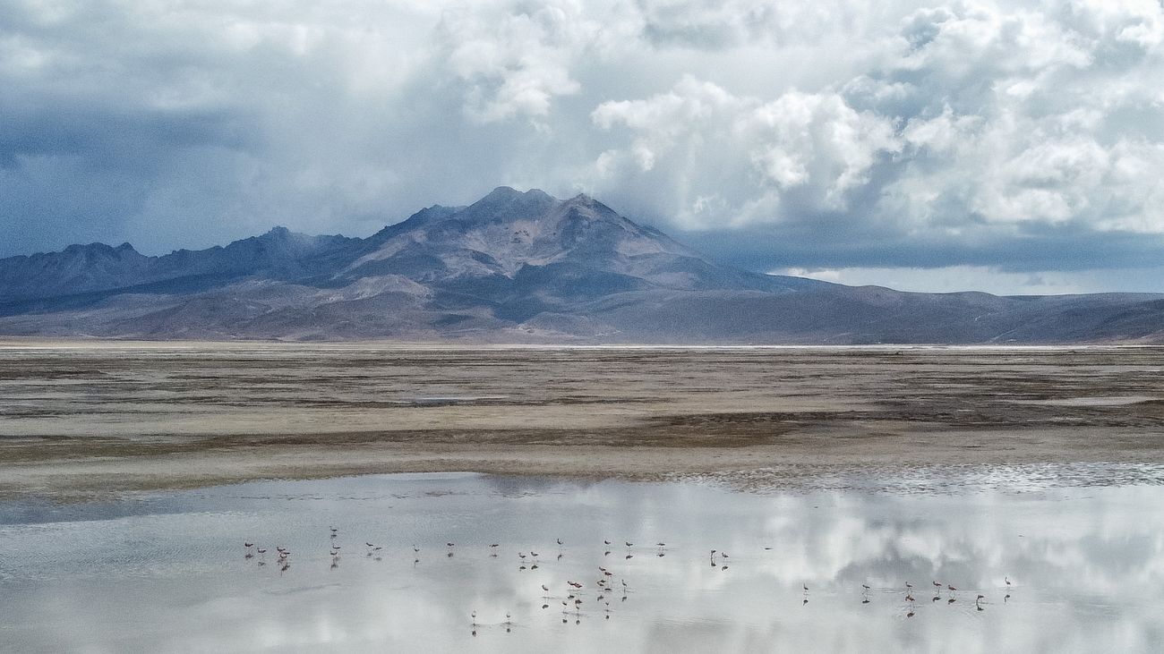 Consejo de Defensa del Estado rechaza segunda propuesta de Quiborax en juicio por daño ambiental en Salar de Surire Consejo de Defensa del Estado rechaza segunda propuesta de Quiborax en juicio por daño ambiental en Salar de Surire