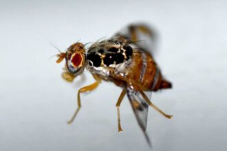 Desafío en Chile por aumento de brotes de mosca mediterránea