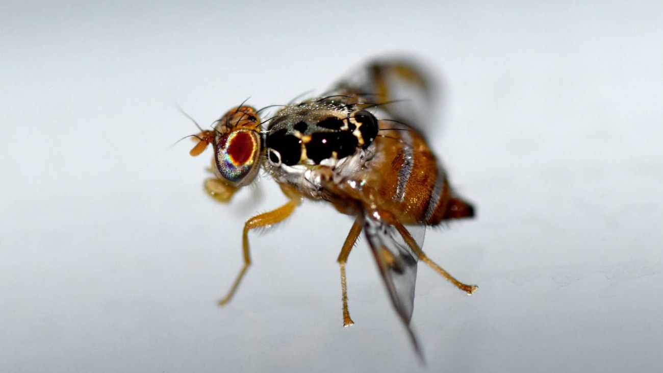 Desafío en Chile por aumento de brotes de mosca mediterránea
