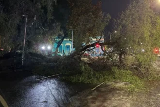 Gran árbol cae en Santiago Centro, obstaculizando tránsito en calle Curicó