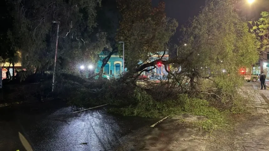 Gran árbol cae en Santiago Centro, obstaculizando tránsito en calle Curicó