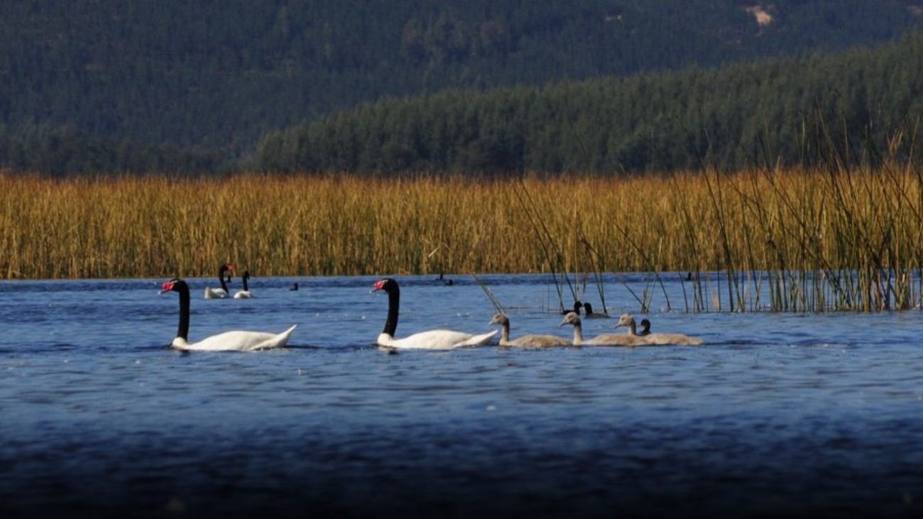 Lobos marinos atacan cisnes en Santuario del Río Cruces: situación crítica Lobos marinos atacan cisnes en Santuario del Río Cruces: situación crítica