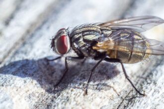 Alerta en Chile por la mosca de la fruta: 26 focos activos detectados
