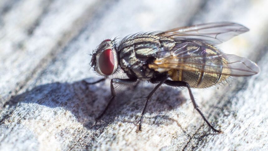 Alerta en Chile por la mosca de la fruta: 26 focos activos detectados