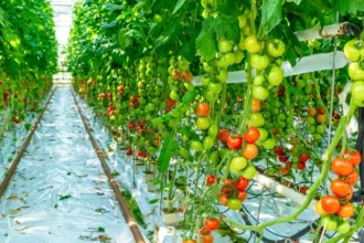 Nanopartículas para cultivos frutales: solución innovadora ante la sequía en Chile