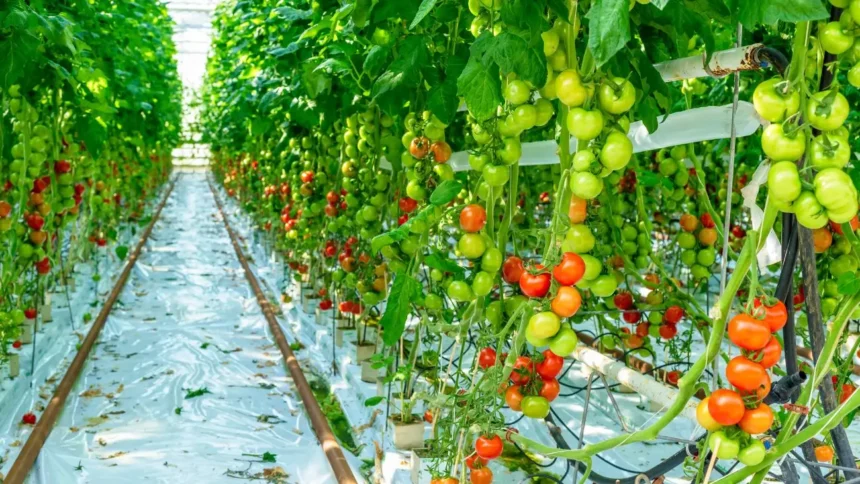 Nanopartículas para cultivos frutales: solución innovadora ante la sequía en Chile