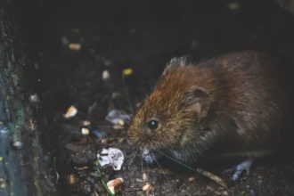 Graves deficiencias sanitarias en cárcel femenina de Valparaíso generan alarma