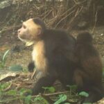 Monos capuchinos "secuestran" crías de otra especie en Panamá