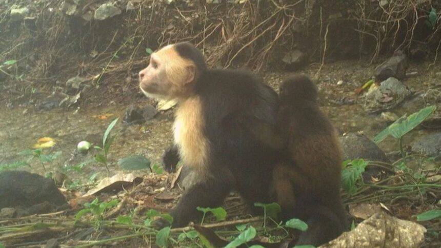Monos capuchinos "secuestran" crías de otra especie en Panamá