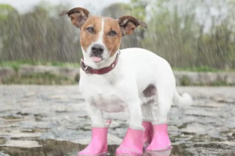 Se pronostican chubascos en siete regiones de Chile este miércoles