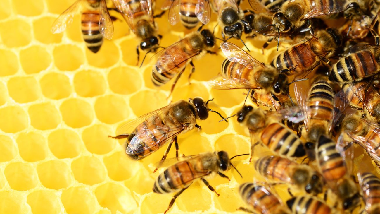 Día Mundial de las Abejas: Crisis Climática y Protección Urgente Día Mundial de las Abejas: Crisis Climática y Protección Urgente