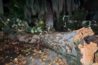 Árbol cae sobre edificio en Providencia durante fuertes lluvias. ¡Sin heridos!