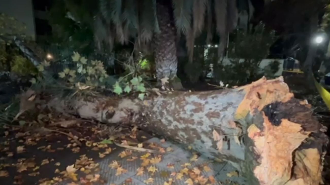 Árbol cae sobre edificio en Providencia durante fuertes lluvias. ¡Sin heridos! Árbol cae sobre edificio en Providencia durante fuertes lluvias. ¡Sin heridos!